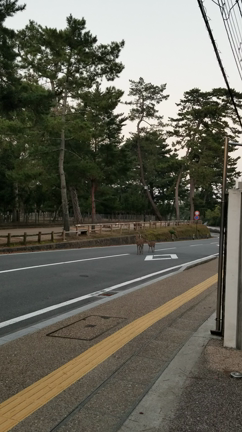 なにやら向こうの方からの記事動画