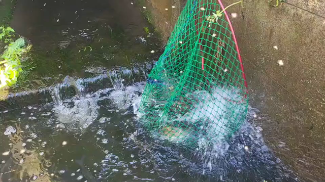 かっぱ池 300枚以上の記事動画
