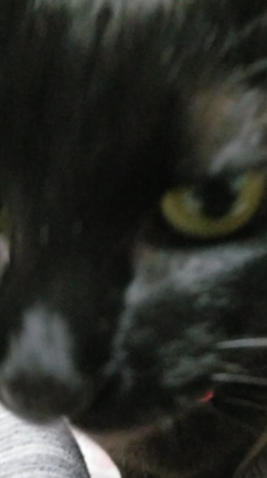 ค^•ﻌ•^คの記事動画