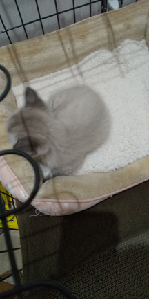 子猫…今度は排便でない～の記事動画