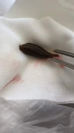 野生の王国の記事動画