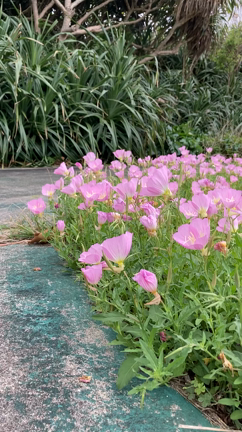 【沖縄さんぽ】ヒルザキツキミソウの季節だよ〜★の記事動画