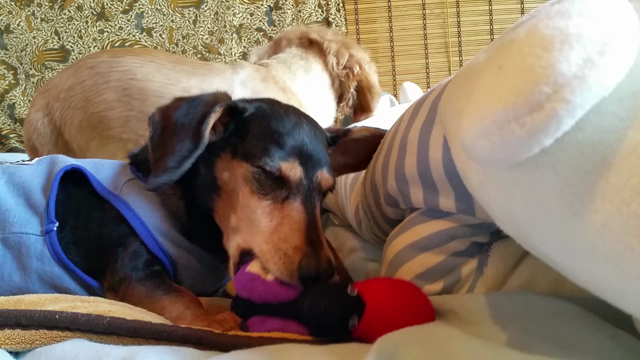 世話が焼けるよ～の記事動画