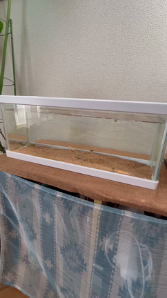 2022/10/18   金木犀〜(*'▽'*)♡の記事動画