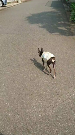 スゴイ！の記事動画