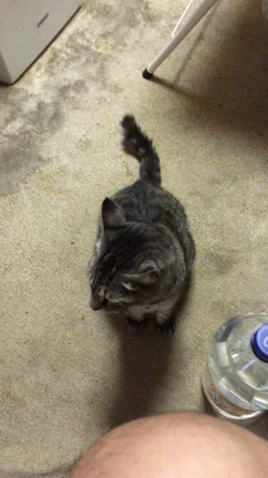 野良猫にゃん太、初めてのチンチン！の記事動画