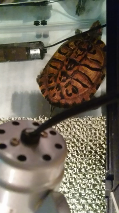 回復した理水と変わらず元気な亀達の記事動画