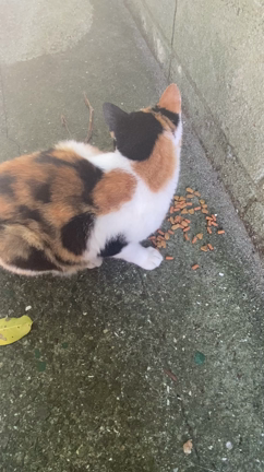 猫島に行きましたの記事動画