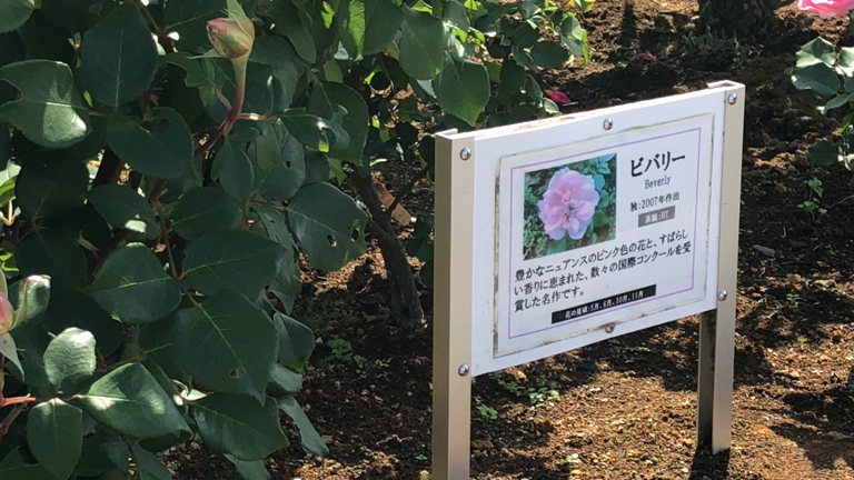 も一度ヴェルニーの薔薇を求めて♪の記事動画