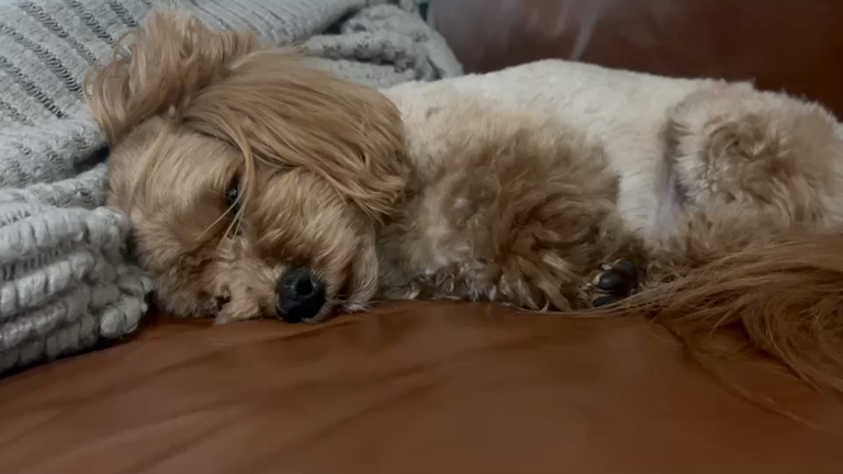 もうキアゲハのふるさとを作ろうの記事動画