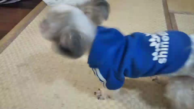 ポンちゃん、元気ですの記事動画