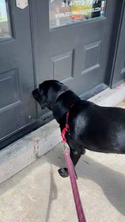 月一の洗犬日の記事動画