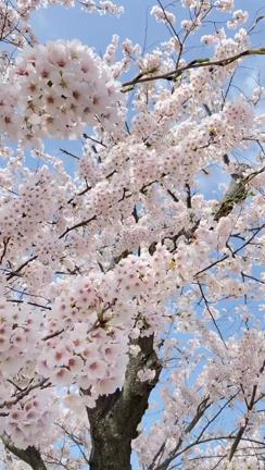だるま祭りの記事動画