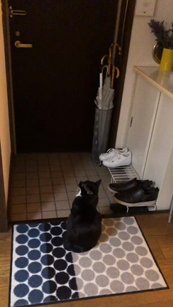 忠猫の記事動画