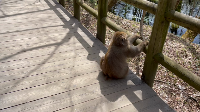 ミセスグロスマンステッカー　　　　父の日と動物との記事動画