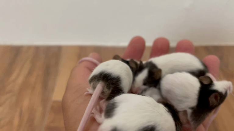 【福岡県飯塚市ペットショップ】パンダマウスの記事動画