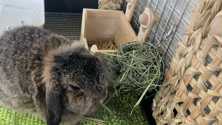 ☆歯カットしてきたー☆の記事動画