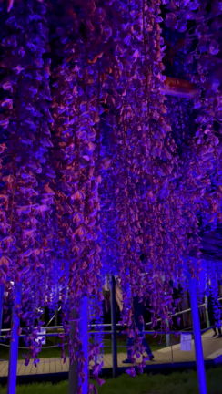 藤襲山？の記事動画