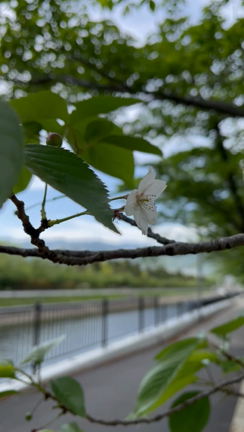 #お気に入りの写真はの記事動画