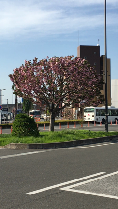 晩メシ〜♪̊̈♪̆̈の記事動画