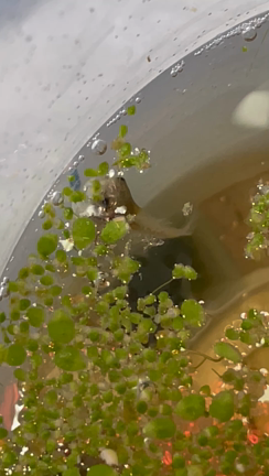 足が生えてきた。の記事動画