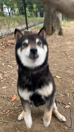 卒業犬小梅 幸せ報告の記事動画