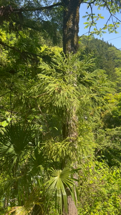 アドバンスカラーセラピーで再認識できること‼︎の記事動画