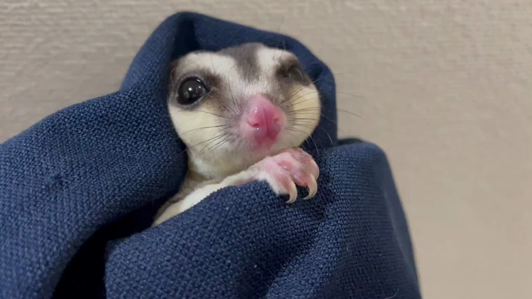 【福岡県飯塚市ペットショップ】フクロモモンガ ノーマル男の子の記事動画