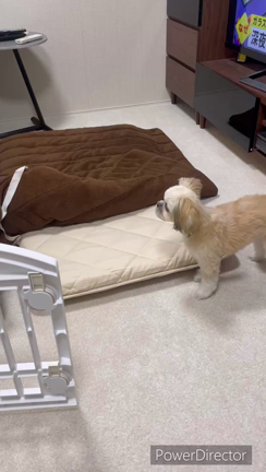 37日目　畳んでるの？ダンスなの？の記事動画