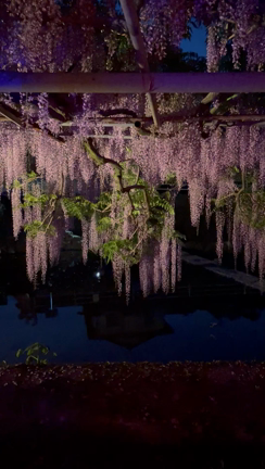 藤襲山？の記事動画