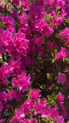 TC療法④-135日目 親孝行したいの記事動画