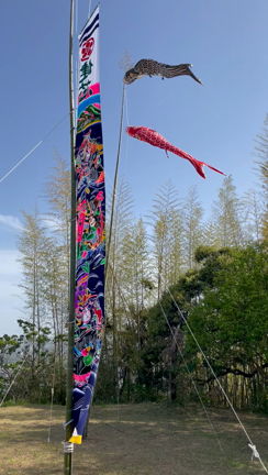 45年越しの鯉のぼりの記事動画