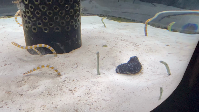 【波動アゲアゲ】GW旅行in沖縄②の記事動画