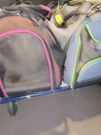 猫洗いの記事動画