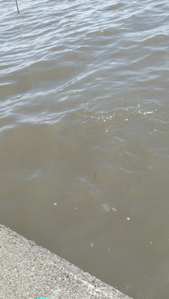 ５月９日～１０日、霞ヶ浦。数の記録更新！の記事動画