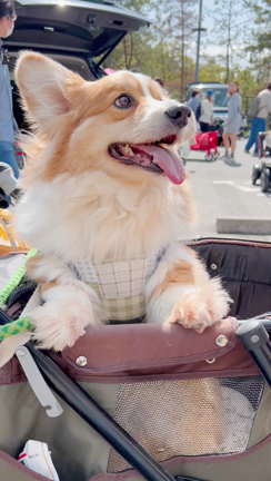 犬祭り土岐プレミアム・アウトレット②【完結】の記事動画