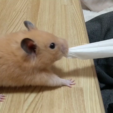 幸せは今までもこれからも(*˘︶˘*).｡.:*♡の記事動画