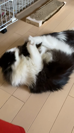 ぐりちゃんぐらちゃん新しいの家族が決まりました꙳★*ﾟの記事動画