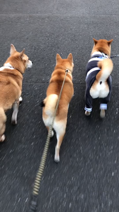 お尻♪♪の記事動画