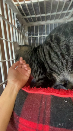 ✪ 動画追加✪  キジトラ 専務くん 里親様決定！の記事動画