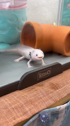 2022/11/17  最近のいろいろの記事動画