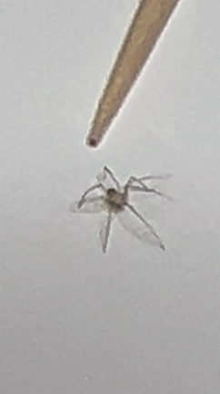 吉兆の朝グモ 小さな蜘蛛 画像あり注意 ぽっとぽけっと