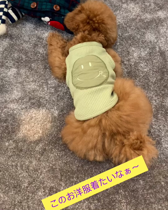 トイプードル　愛犬のcoco1人遊び！の記事動画