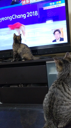 平昌オリンピックの記事動画