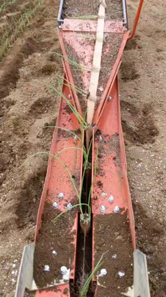 玉ねぎ植えの記事動画