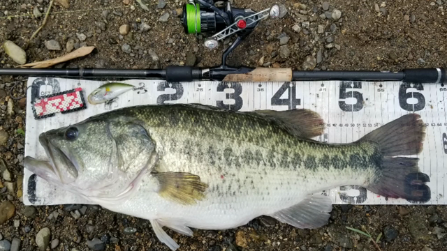 夏のギガノトで、62cm･4030g！の記事動画