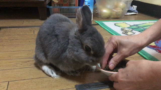 ありがとうくーちゃん。の記事動画