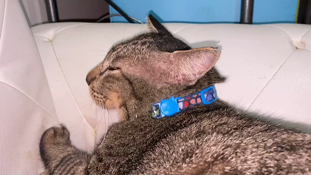 喘息の発作が治まって楽になったのか‥爆睡している野良猫ワラビ君の記事動画