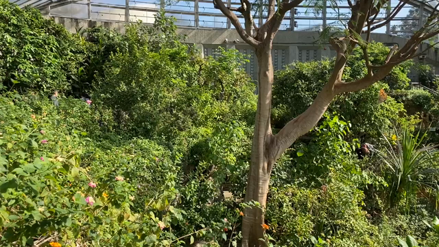 昆虫生態園の蝶の記事動画