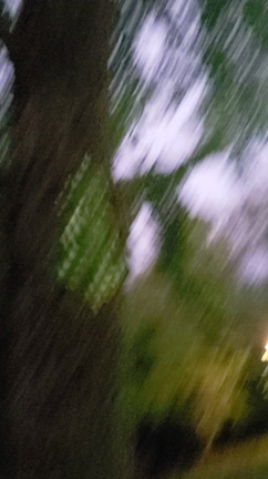 季節外れのセミが鳴くの記事動画